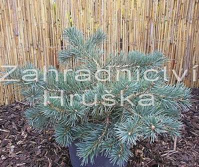 Borovice - Pinus sylvestris 'Albyns'