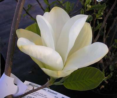 šácholan - Magnolia brookl. 'Elizabeth'