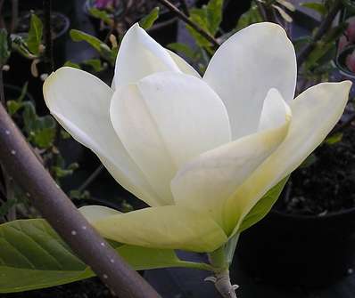 šácholan - Magnolia brookl. 'Elizabeth'