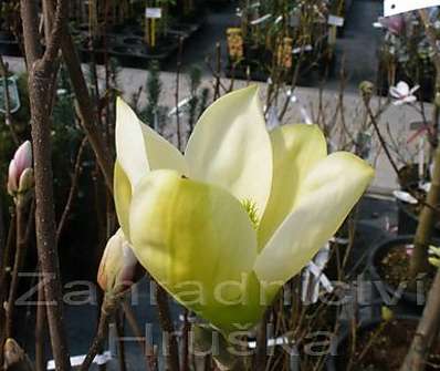 šácholan - Magnolia brookl. 'Elizabeth'