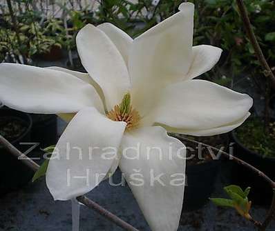 šácholan - Magnolia brookl. 'Elizabeth'