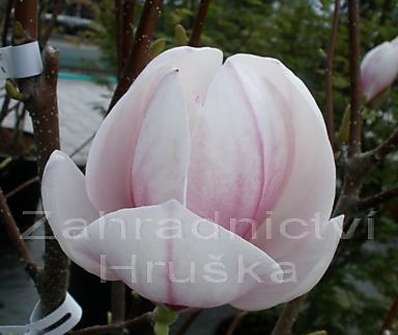 šácholan - Magnolia soulangeana