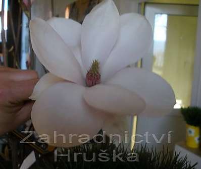 šácholan - Magnolia soulangeana