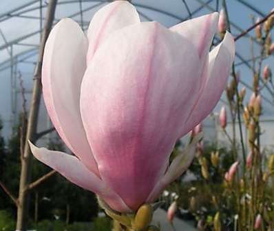 šácholan - Magnolia soulangeana