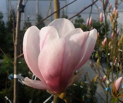 šácholan - Magnolia soulangeana