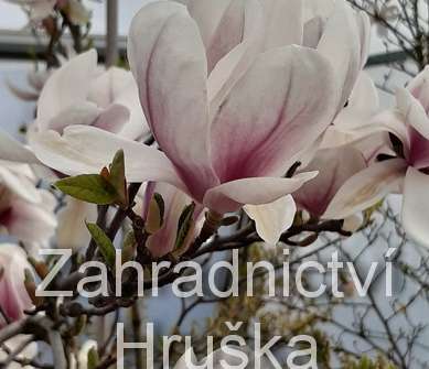 šácholan - Magnolia soulangeana
