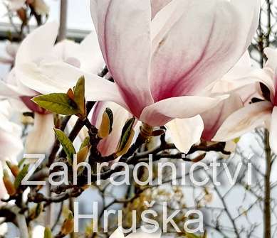 šácholan - Magnolia soulangeana