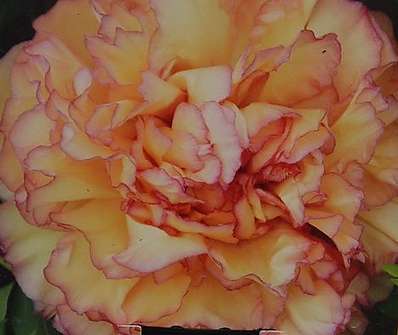 dřevitá pivoňka - Paeonia sufruticosa Jin Ge