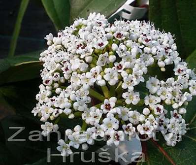 kalina - Viburnum davidii.