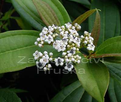 kalina - Viburnum davidii.