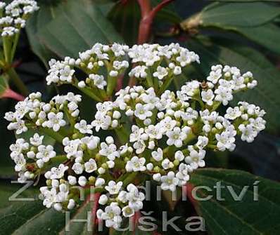 kalina - Viburnum davidii.