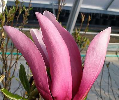 šácholan - Magnolia Susan