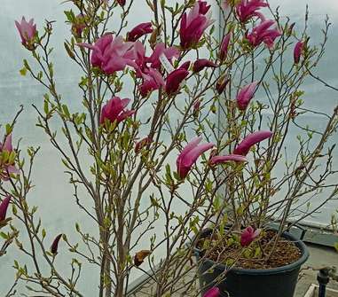 šácholan - Magnolia liliflora 'Susan'.