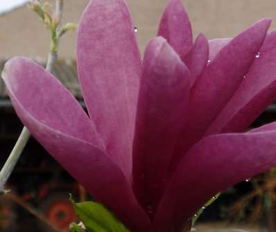 šácholan - Magnolia liliflora 'Susan'...