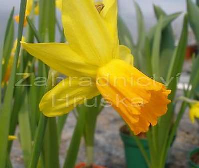 Narcis
