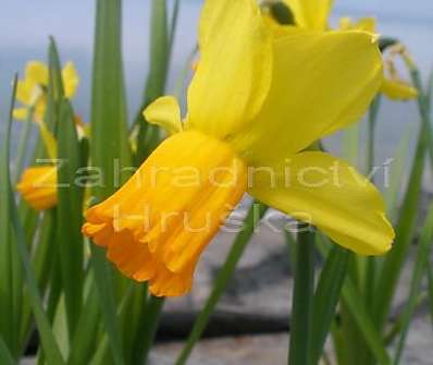 Narcis