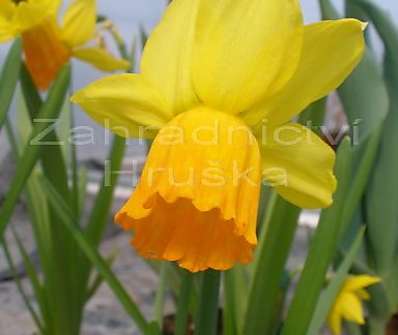 Narcis