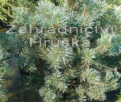 Borovice - Pinus sylvestris 'Watererii'...