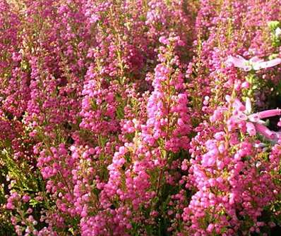 vřesovec - Erica gracilis