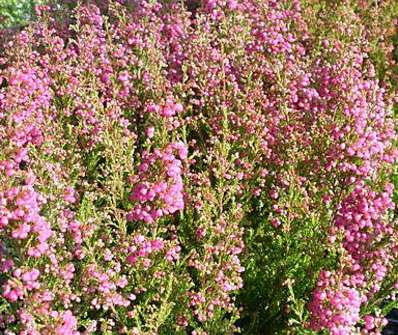 vřesovec - Erica gracilis