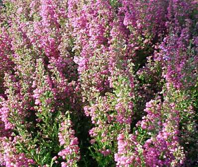 vřesovec - Erica gracilis