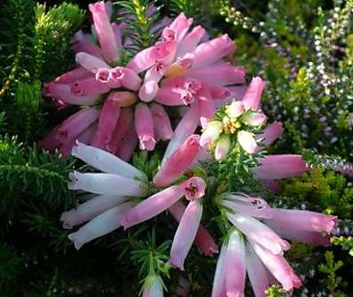 vřesovec - Erica carnea