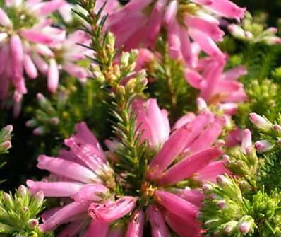 vřesovec - Erica carnea
