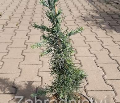 cedr - Cedrus libanii 'Glauca'