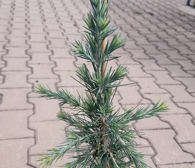 cedr - Cedrus libanii 'Glauca'