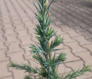 cedr - Cedrus libanii 'Glauca'