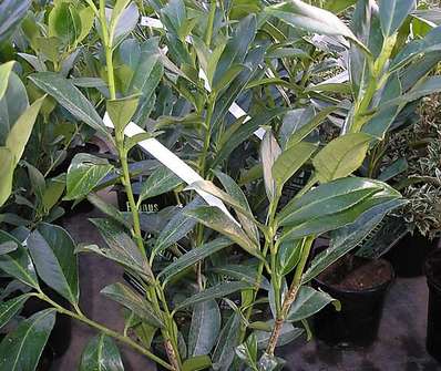 bobkovišeň - Prunus laurocerasus 'Caucasica'