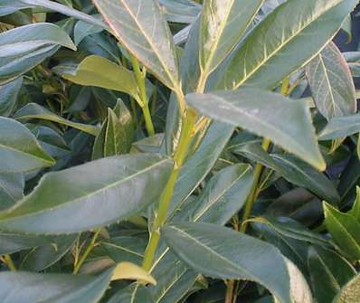 bobkovišeň - Prunus laurocerasus 'Caucasica'