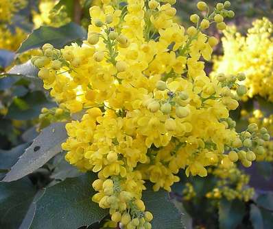 mahonie - Mahonia x  media 'Winter Sun'.