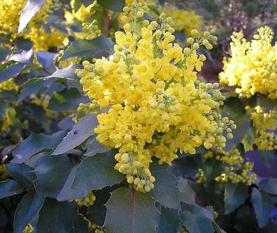 mahonie - Mahonia x  media 'Winter Sun'.