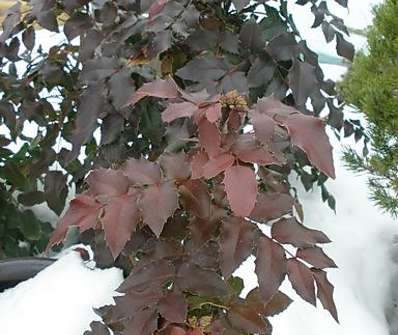 mahonie - Mahonia x  media 'Winter Sun'.
