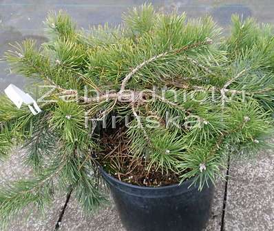 Borovice - Pinus sylvestris 'Hilside Craper'