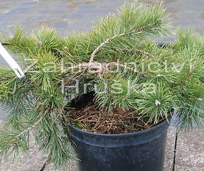 Borovice - Pinus sylvestris 'Hilside Craper'