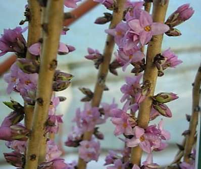 lýkovec - Daphne mezereum 'Rubra'