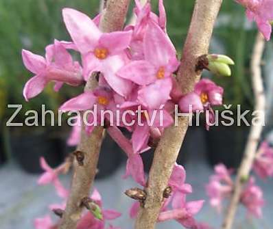 lýkovec - Daphne mezereum 'Rubra'