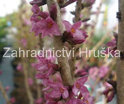 lýkovec - Daphne mezereum 'Rubra'