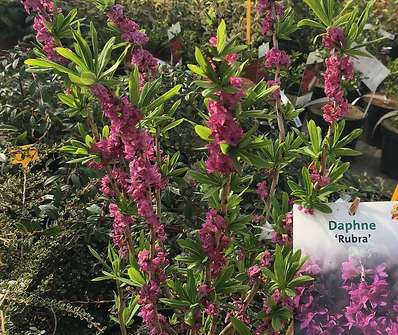 lýkovec - Daphne mezereum 'Rubra'