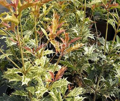 vonokvětka - Osmanthus heterophyllus 'Variegatus'
