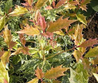 vonokvětka - Osmanthus heterophyllus 'Variegatus'