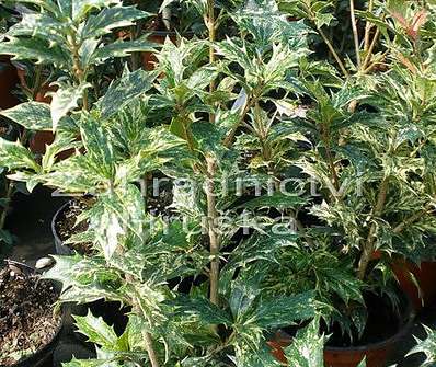 vonokvětka - Osmanthus heterophyllus 'Variegatus'