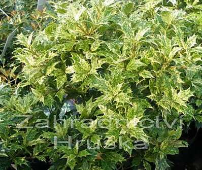 vonokvětka - Osmanthus heterophyllus 'Variegatus'