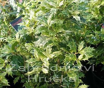 vonokvětka - Osmanthus heterophyllus 'Variegatus'