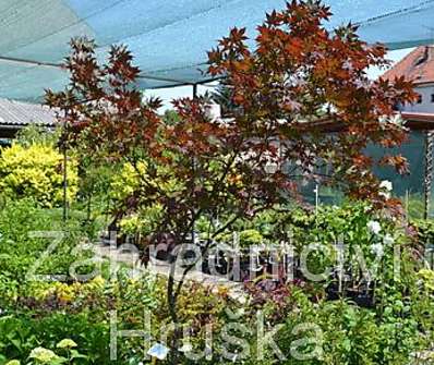 javor - Acer palmatum 'Bloodgood'...