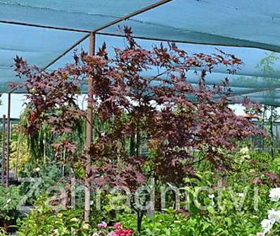javor - Acer palmatum 'Bloodgood'...
