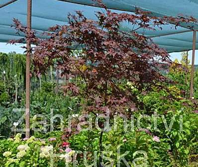 javor - Acer palmatum 'Bloodgood'...