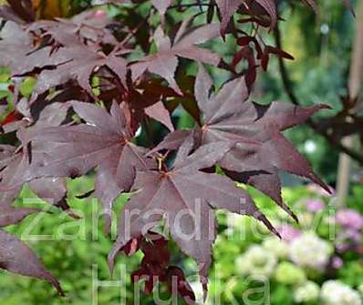 javor - Acer palmatum 'Bloodgood'...